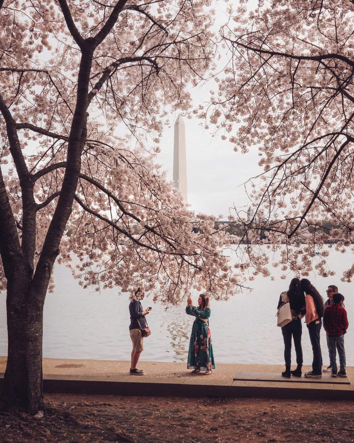Du lịch Mỹ mùa xuân - Tidal Basin - Washington D.C