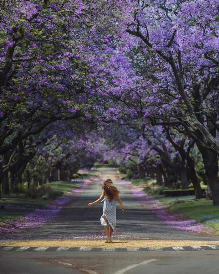 Kinh nghiệm du lịch Nam Phi mùa xuân - Khám phá Pretoria