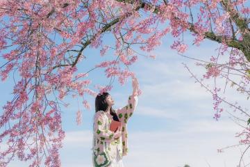 Lễ hội hoa mai anh đào Đà Lạt: Sắc hồng phủ khắp phố núi