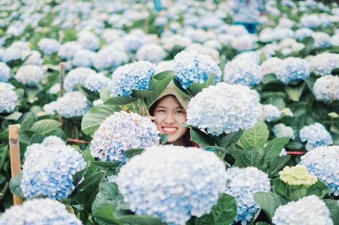 Ban Khun Pae là một trong những vườn hoa đẹp nhất Chiang Mai đẹp nhất vào mùa xuân