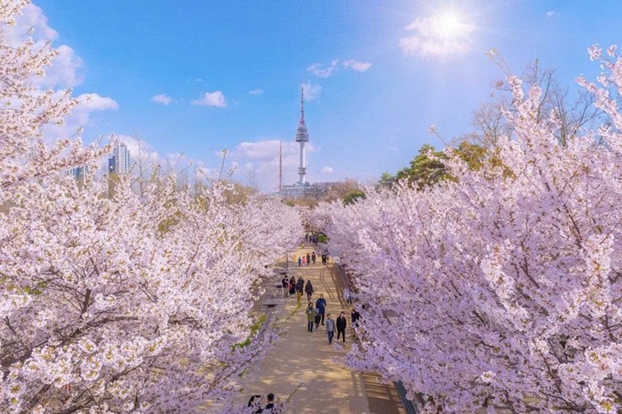 Mô tả mùa xuân ở Seoul