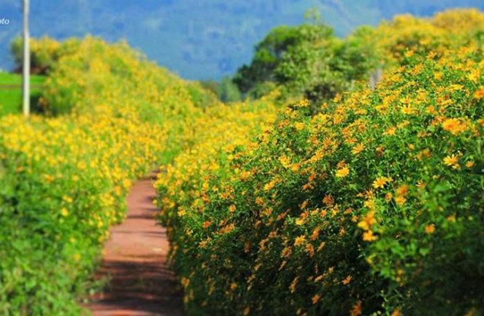Hoa dã quỳ nở rộ khắp một cung đường. Ảnh: Sưu tầm.