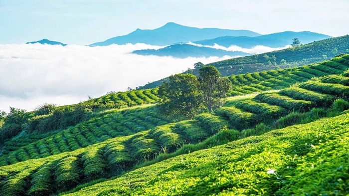 Đồi hè Cầu Đất. Ảnh: Sưu tầm