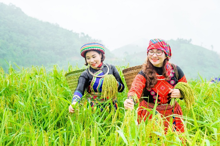 Ngoài ngắm cảnh rừng trúc Yến Dương Bắc Kạn, bạn còn được tìm hiểu đời sống người dân Phiêng Phàng