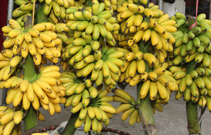 Thưởng thức chuối ngự Đại Hoàng khi du lịch Hà Nam