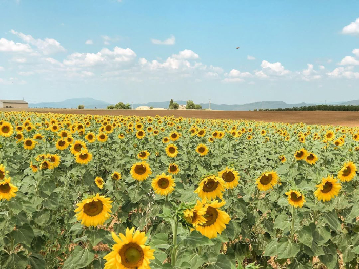 Hoa hướng dương rực rỡ tại Mộc Châu