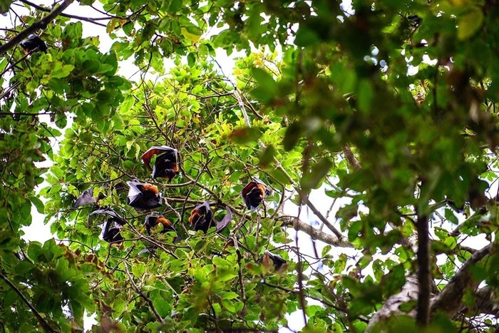 Lắng nghe những câu chuyện truyền thuyết bí ẩn tại chùa Dơi Sóc Trăng 