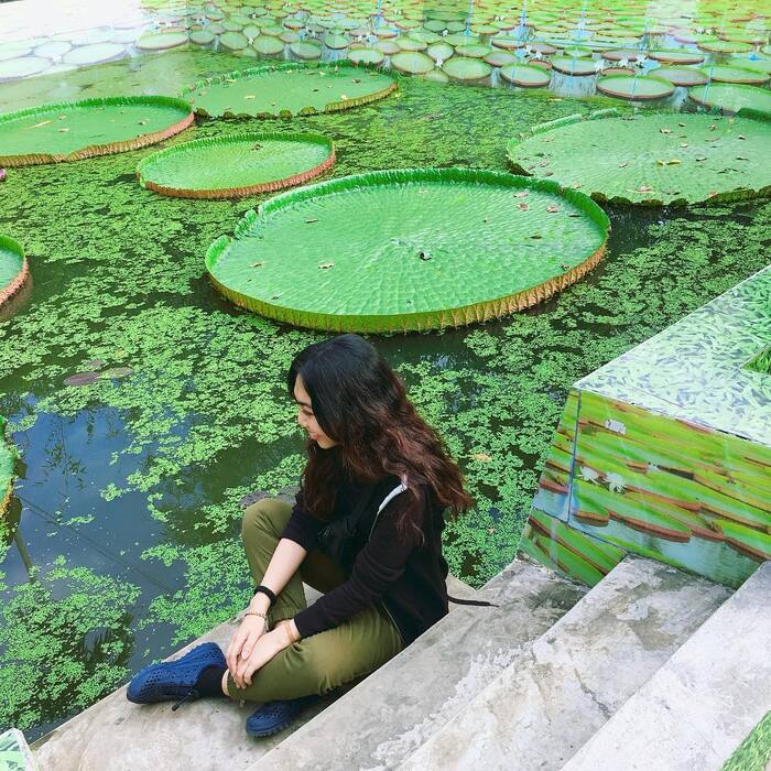 Loại sen sinh trưởng trong ao chùa Phước Kiển Đồng Tháp có lá rất to