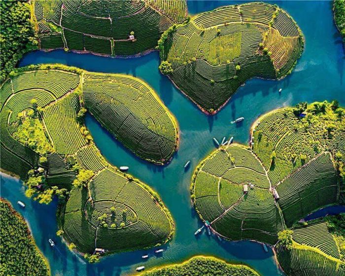 Đồi chè Thanh Chương Nghệ An 