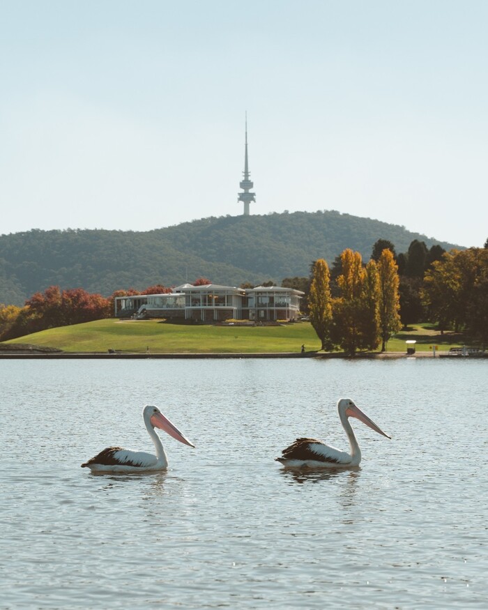 Hồ Burley Griffin Úc là mái nhà của nhiều loài chim và động vật hoang dã