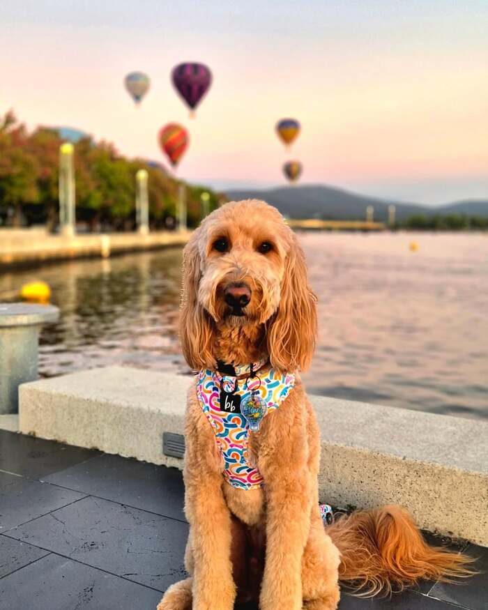 Bạn có thể ghé thăm hồ Burley Griffin Úc quanh năm