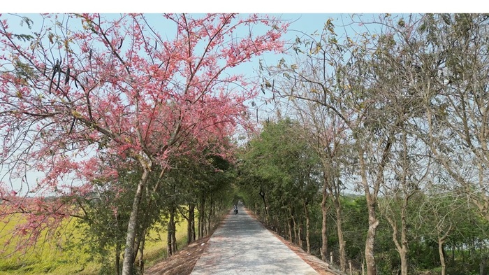 Mùa hoa ô môi miền Tây thường xuất hiện từ giữa tháng 3 đến đầu tháng 4