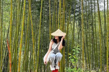 [Cập nhật] Rừng trúc Yến Dương Bắc Kạn Thái Nguyên: Một nơi dân sành chưa nói cho bạn biết