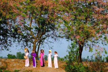 Tháng 3 về, ngắm mùa hoa ô môi miền Tây nở rộ ‘đẹp mê ly’