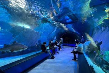 Khám phá thủy cung Sealife Busan Hàn Quốc - Trải nghiệm đại dương thu nhỏ cực thú vị