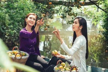 Thưởng thức hương vị trái chín ngọt ngào tại vườn quýt hồng Lai Vung Đồng Tháp