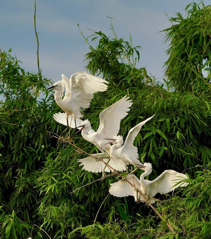 Đảo Cò Chi Lăng Nam cũng cách không quá xa Văn miếu Mao Điền Hải Dương