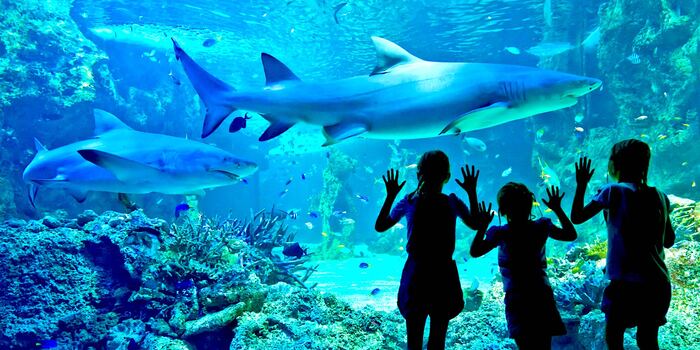 Tham quan thủy cung Sea Life tại vịnh Darling Habour Úc