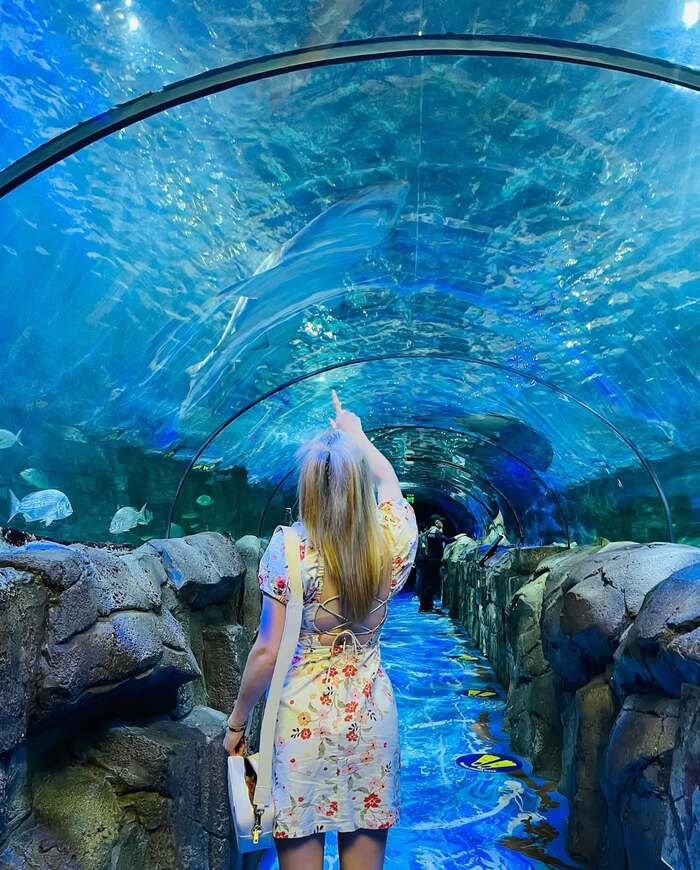 Tham quan thủy cung Sea Life tại vịnh Darling Habour Úc