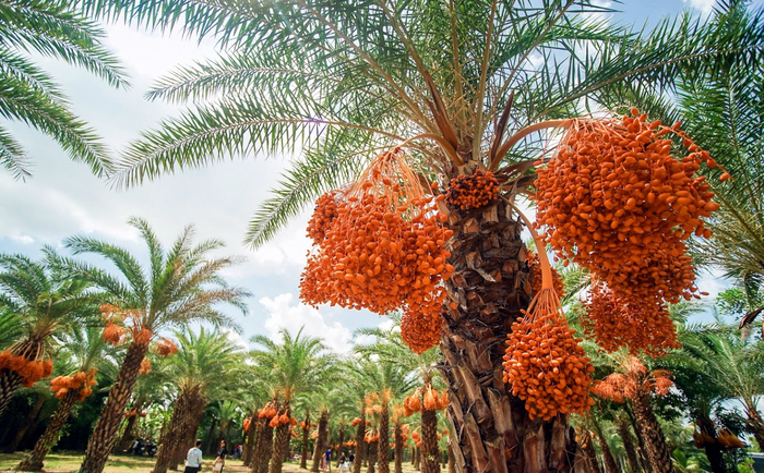 Vườn chà là Sa Đéc là địa điểm du lịch mùa hè thú vị tại miền Tây