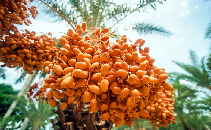 Vườn chà là Sa Đéc là địa điểm du lịch mùa hè thú vị tại miền Tây