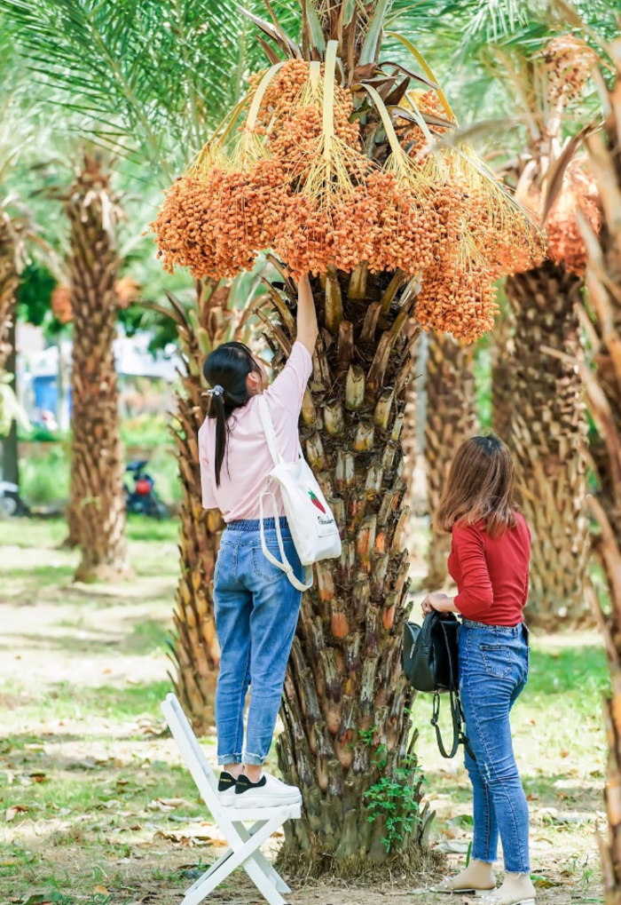 Thu hoạch vườn chà là Sa Đéc