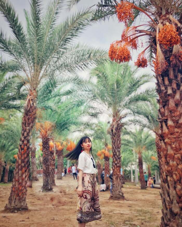 Vườn chà là Sa Đéc thu hút nhiều du khách tham quan