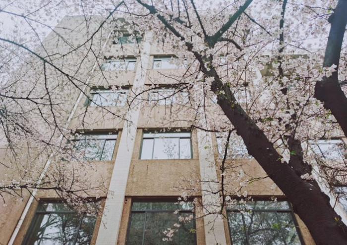 lớp học hoa anh đào ở Trung Quốc