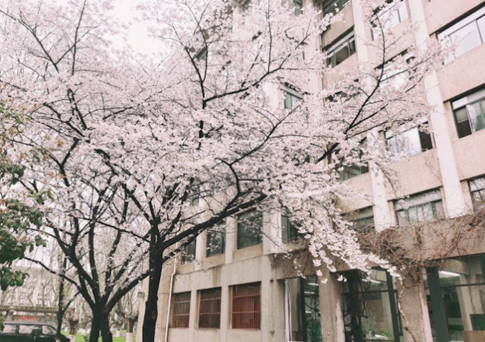 lớp học hoa anh đào ở Trung Quốc