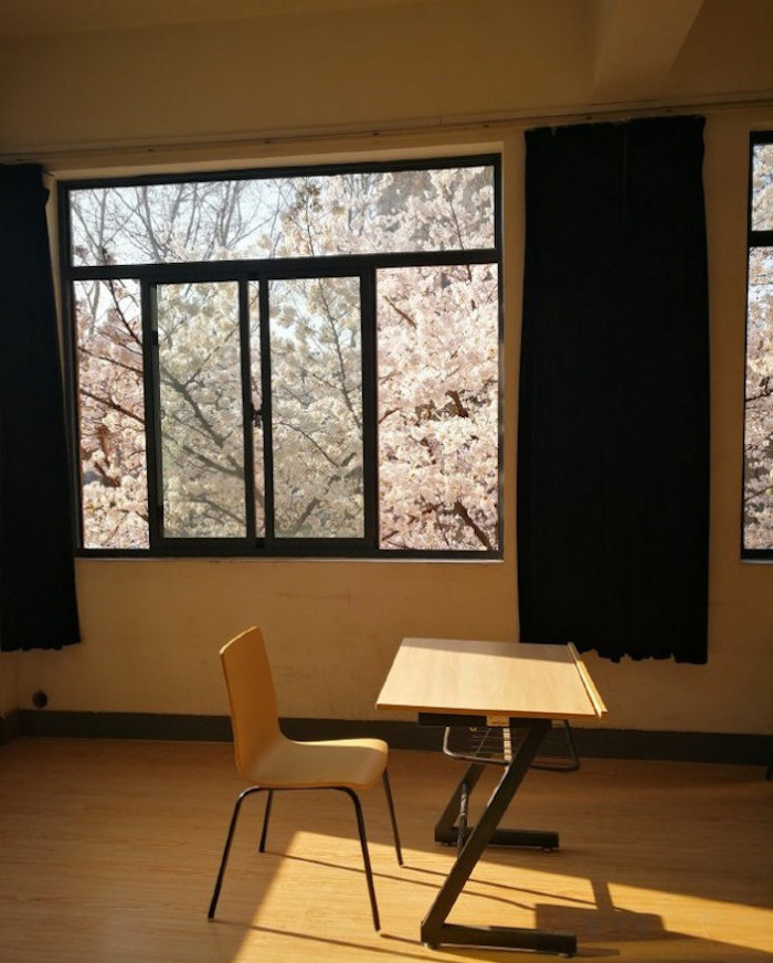 lớp học hoa anh đào ở Trung Quốc