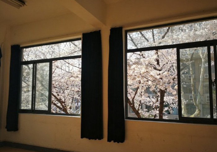 lớp học hoa anh đào ở Trung Quốc