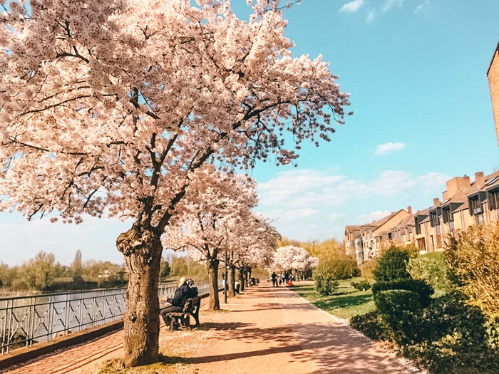 Điểm đến tiếp theo trong hành trình khám phá những địa điểm du lịch mùa xuân đẹp nhất thế giới ở châu Âu là Đức. 