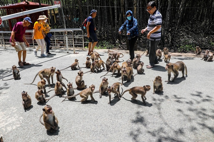 Đảo khỉ thích hợp cho những ai yêu mến thiên nhiên và động vật khi du lịch Cần Giờ
