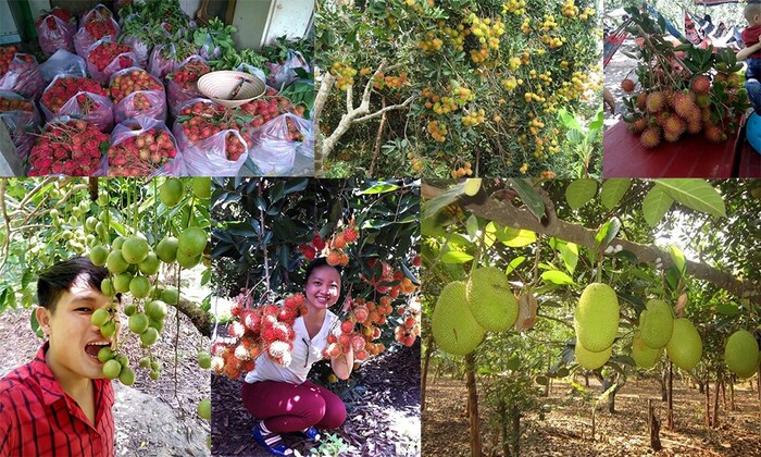 tham quan vườn trái cây gần Sài Gòn