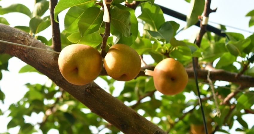 Cẩm nang du lịch Tottori nhắc bạn nhớ thử hái lê Nashi