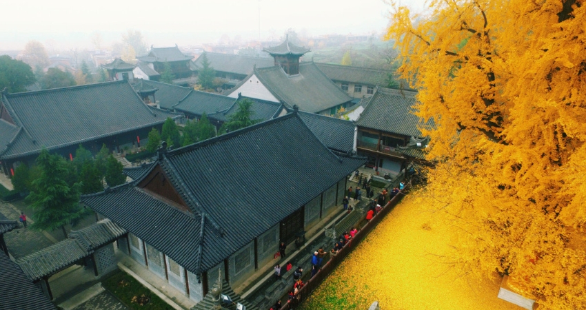 Mê mẩn cây bạch quả khổng lồ tại đền Hanitsu Jinja trong cẩm nang du lịch Fukushima