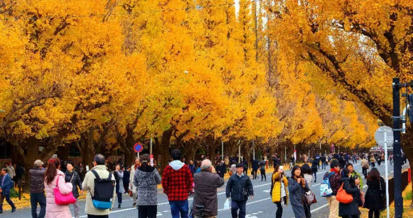 Tiết trời dịu nhẹ và cảnh sắc thiên nhiên rực rỡ trong cẩm nang du lịch Tottori.