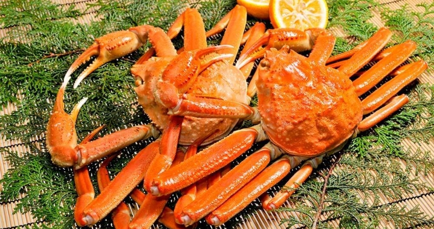 Cua Matsuba vớ lát thịt trong veo tan chảy trên đầu lưỡi