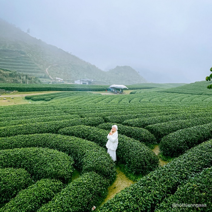 Đồi chè Trái tim Mộc Châu cách không xa trung tâm thị trấn