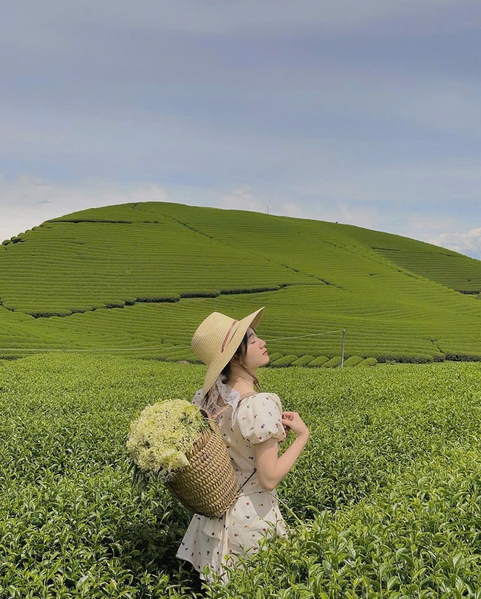 Còn chần chờ gì nữa ghé thăm đồi chè Trái tim Mộc Châu ngay thôi nào