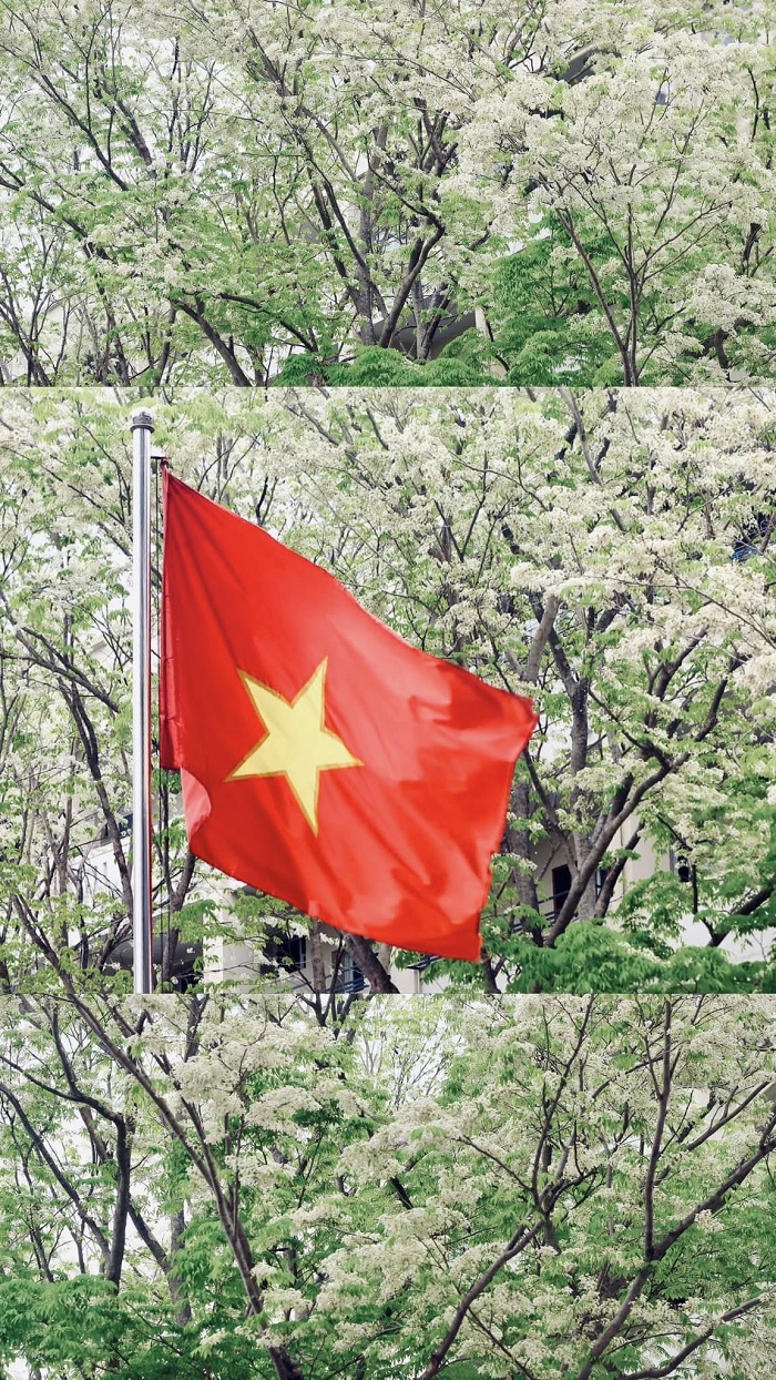 Hà Nội mùa hoa tháng 3 có hoa sưa nở trắng xóa