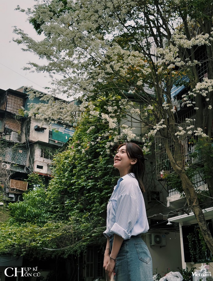 Mùa hoa tháng 3 Hà Nội với hoa sưa đang nở khắp phố phường Thủ đô