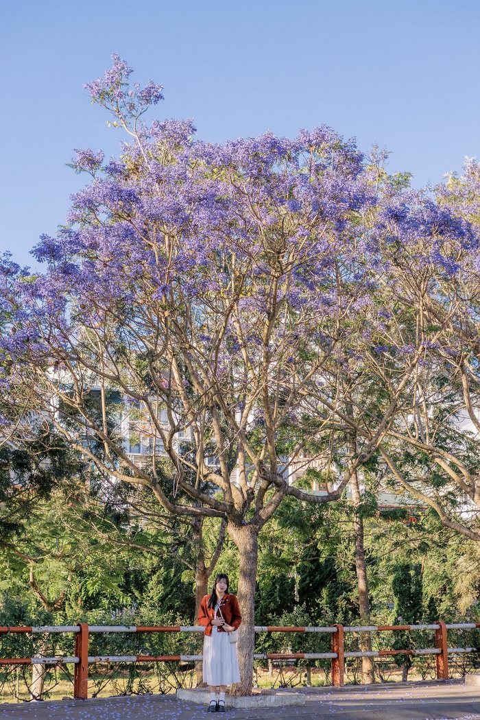 Kinh nghiêm du lịch Đà Lạt 30/4-1/5 rằng ở đây có mùa hoa phượng tím đẹp trữ tình