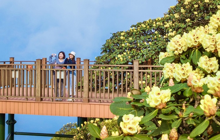 Điểm ngắm mùa hoa đỗ quyên Fansipan đẹp nhất là cung đường đi dạo tại Kim Sơn Bảo Thắng Tự