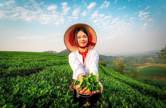 Đồi chè Long Cốc cách không xa bản Cỏi Phú Thọ