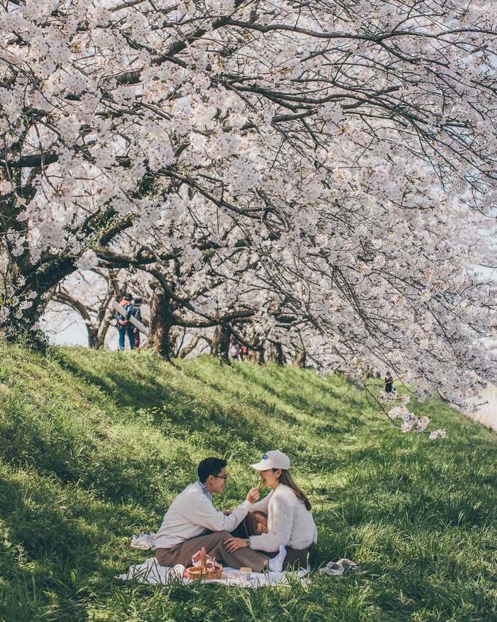 Cẩm nang du lịch Fukuoka - Thời điểm du lịch lý tưởng là vào mùa xuân