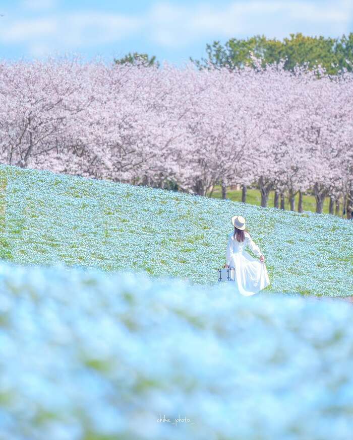 Cẩm nang du lịch Fukuoka - Tham quan các vườn hoa, công viên thơ mộng