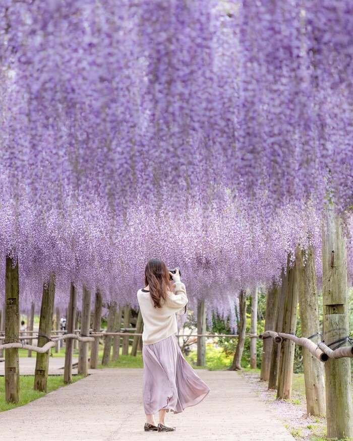 Cẩm nang du lịch Fukuoka - Tham quan các vườn hoa, công viên thơ mộng