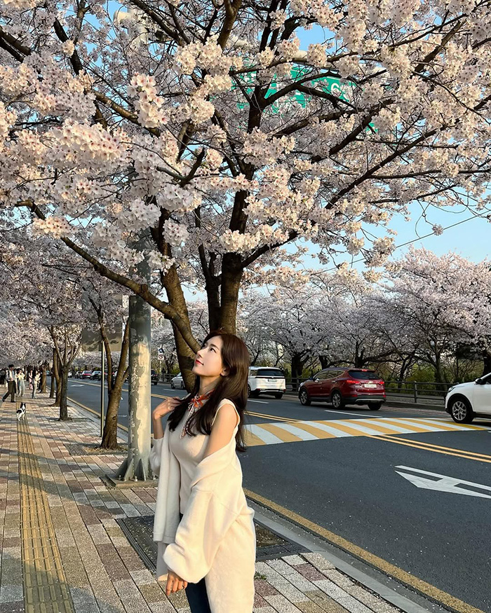 Lễ hội hoa anh đào Yeouido tại công viên Yeouido hàn quốc