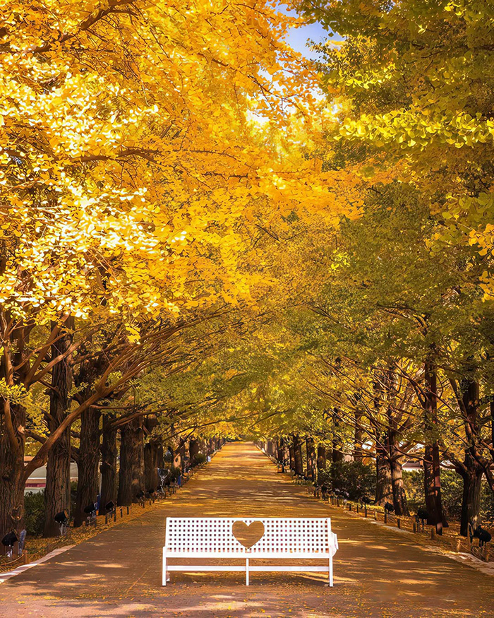 Thời điểm lý tưởng du lịch công viên Yeouido Hàn Quốc